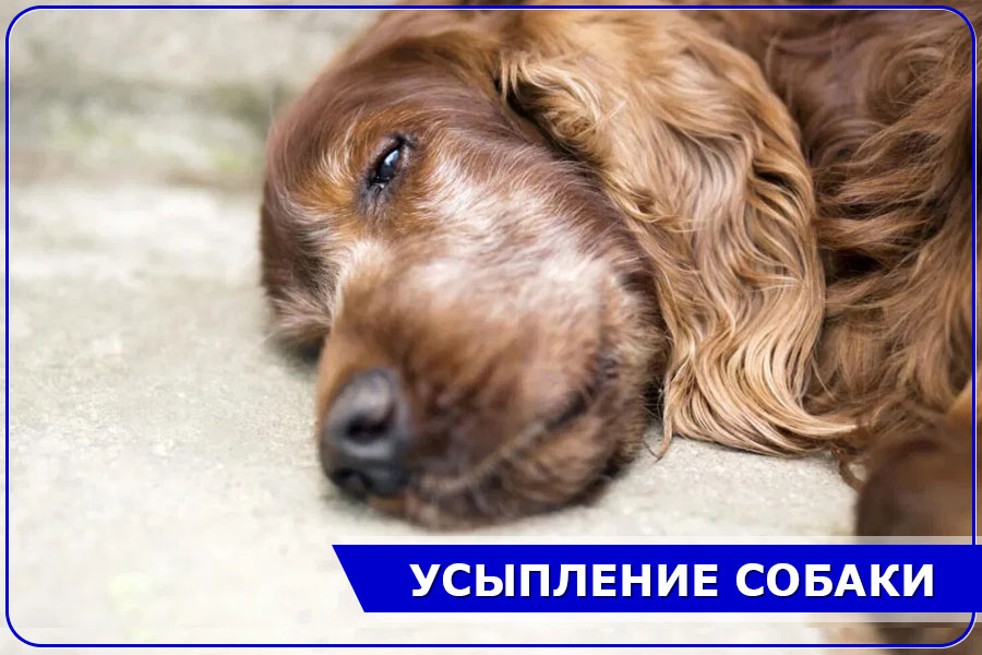 Усыпление собаки